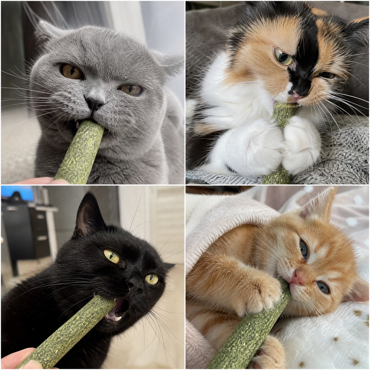 Cats chewing Mewvelle cat grass sticks