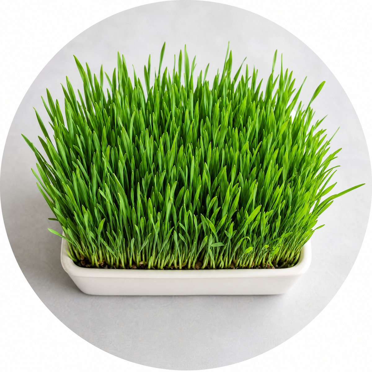 Cat grass